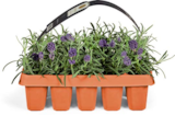 Aktuelle Pflanzen Angebote bei Netto Marken-Discount in Osnabrück Aktuelles Lavendel Angustifolia Angebot bei Netto Marken-Discount in Osnabrück ab 5,99 €