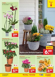 Pflanzen im aktuellen Netto Marken-Discount Prospekt (Hannover) Pflanzen im Netto Marken-Discount Prospekt "Aktuelle Angebote" mit 73 Seiten (Hannover)