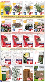 Aktueller CENTERSHOP Prospekt mit Chrysantheme, "Da geht was.", Seite 14