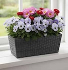 Frühlingstrio Angebote bei OBI Nürnberg für 3,99 €