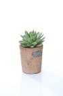 Aktuelles Sukkulenten in Terracotta Angebot bei Lidl in Mannheim ab 3,79 €