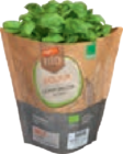 Bio-Basilikum im tegut Prospekt Bio-Basilikum von Bioland im aktuellen tegut Prospekt für 1,79 €