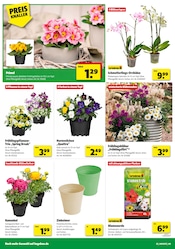 Blumenerde im Hagebaumarkt Prospekt in Hamburg Aktueller Hagebaumarkt Prospekt mit Blumenerde, "So günstig geht das!", Seite 2