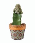 Cactus fleuri - Lidl à Nancy Cactus fleuri en promo chez Lidl Nancy à 4,99 €