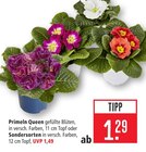 Primeln Queen im Angebot bei Marktkauf in Lörrach Primeln Queen Angebote bei Marktkauf Lörrach für 1,29 €