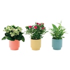 Promo Plantes fleuries ECLOZ à 6,00 € dans le catalogue Gamm vert à Bordes