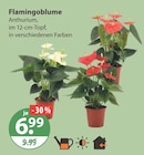 Flamingoblume Anthurium im aktuellen V-Markt Prospekt für 6,99 €