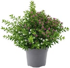Japanische Scheinmyrte im Angebot bei Penny in Cottbus Japanische Scheinmyrte Angebote bei Penny Cottbus für 1,59 €