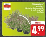 EDEKA Estenfeld - Calluna vulgaris Angebot im Prospekt Calluna vulgaris bei EDEKA im Estenfeld Prospekt für 4,99 €