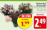 Topfrose Duo im EDEKA Prospekt Topfrose Duo von im aktuellen EDEKA Prospekt für 1,99 €