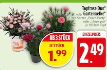 topfpflanze lange grüne blätter Grünpflanze im Topf kaufen – Zimmerpflanze Wien – MO BLUMEN main image 0