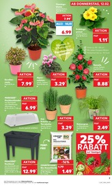 Aktueller Kaufland Prospekt mit Blumenerde, "Aktuelle Angebote", Seite 23