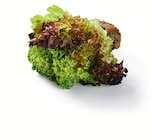 Multicolor Salat mit Wurzel im Lidl Prospekt Multicolor Salat mit Wurzel im aktuellen Lidl Prospekt für 1,19 €