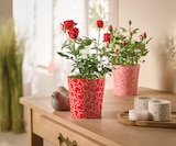 Rosier pot 12 cm dans un cache pot dans le catalogue Intermarché Hyper