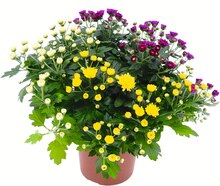 Herbst-Chrysanthemen bei Jawoll in Rheine Herbst-Chrysanthemen im Angebot bei Jawoll Rheine für 1,79 €