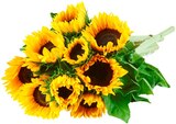 Sonnenblume im Angebot bei REWE in Mettmann Sonnenblume Angebote von REWE Regional bei REWE Mettmann für 3,79 €