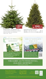 Pflanzen Kölle Nordmanntanne im Prospekt Pflanzen Kölle Nordmanntanne im Prospekt