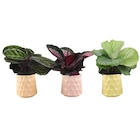 Calathea dans le catalogue Carrefour