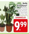 Monstera oder Sanseveria oder Strelizie oder Alocasia von  im aktuellen EDEKA Prospekt für 9,99 €