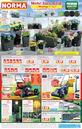 Beeteinfassung Angebot im aktuellen Norma Prospekt auf Seite 1