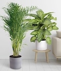 Aktuelles Areca Angebot bei toom Baumarkt in Leipzig ab 14,99 €