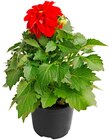 Aktuelle Blumen Angebote bei Penny in Magdeburg Aktuelles Dahlie Angebot bei Penny in Magdeburg ab 1,99 €