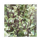 Botanic Démouville - Promo Pittosporum tenuifolium green elf en pot de 3 litres Promo Pittosporum tenuifolium green elf en pot de 3 litres à 17,49 € dans le catalogue Botanic à Démouville