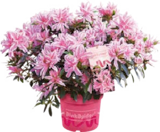 Japanische Azalee Angebote bei Globus-Baumarkt Hamburg für 17,99 €