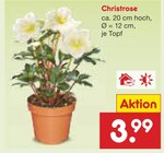 Christrose im Angebot bei Netto Marken-Discount in Bocholt Christrose Angebote bei Netto Marken-Discount Bocholt für 3,99 €