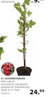 Johannisbeere im aktuellen Dehner Garten-Center Prospekt für 24,99 €