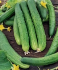 Gurke und Zucchini bei toom Baumarkt im Spremberg Prospekt für 3,49 €