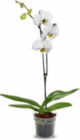 Orchidee im Angebot bei Netto Marken-Discount in Hildesheim Orchidee Angebote bei Netto Marken-Discount Hildesheim für 5,99 €