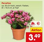 Pernettya im Netto Marken-Discount Prospekt Pernettya von im aktuellen Netto Marken-Discount Prospekt für 3,49 €