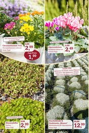 Zimmerpflanzen im Garten-Center Nordharz GmbH & Co. KG Prospekt in Salzgitter Aktueller Garten-Center Nordharz GmbH & Co. KG Prospekt mit Zimmerpflanzen, "SUMMER'S END", Seite 4