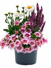 Hagebaumarkt Kappeln - Pflanzen-Trio Angebot im Prospekt Pflanzen-Trio bei Hagebaumarkt im Kappeln Prospekt für 7,99 €