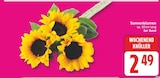 Sonnenblumen für 2,49 € bei EDEKA im Angebot Sonnenblumen im aktuellen EDEKA Prospekt