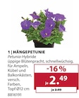 Hängepetunie von  im aktuellen Dehner Garten-Center Prospekt für 2,49 €