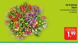 Tulpen im Angebot bei Marktkauf in Altenburg Tulpen Angebote von Gut & Günstig bei Marktkauf Altenburg für 1,99 €