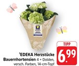 Bauernhortensien im Angebot bei EDEKA in Bensheim Bauernhortensien Angebote von EDEKA Herzstücke bei EDEKA Bensheim für 6,99 €