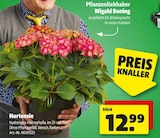 Hortensie bei Hagebaumarkt im Dachau Prospekt für 12,99 €