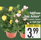 Aktuelles Topfrose Dolc Amore Angebot bei EDEKA in München ab 3,99 €