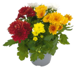 Chrysantheme im toom Baumarkt Prospekt Chrysantheme von im aktuellen toom Baumarkt Prospekt für 1,99 €