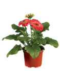 Gerbera en promo chez Lidl Cannes à 2,79 €
