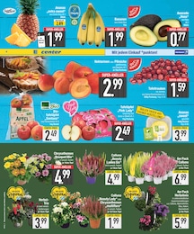 Chrysanthemen im EDEKA Prospekt "DAS BESTE DER WOCHE" auf Seite 2