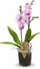 Orchidee Multiflora im Angebot bei Netto Marken-Discount in Schorndorf Orchidee Multiflora Angebote bei Netto Marken-Discount Schorndorf für 9,99 €
