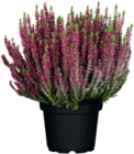 Calluna „Beauty Ladies“ im Angebot bei Raiffeisen Rhein-Ahr-Eifel Handelsgesellschaft mbH in Trier Calluna „Beauty Ladies“ Angebote bei Raiffeisen Rhein-Ahr-Eifel Handelsgesellschaft mbH Trier für 1,79 €
