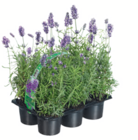 Aktuelles Schopflavendel Angebot bei toom Baumarkt in Braunschweig ab 4,99 €