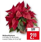 Aktuelle Pflanzen Angebote bei Marktkauf in Freiburg (Breisgau) Aktuelles Weihnachtssterne Angebot bei Marktkauf in Freiburg (Breisgau) ab 2,99 €