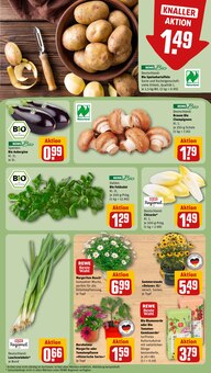 Blumen im REWE Prospekt "Dein Markt" mit 32 Seiten (Mannheim)