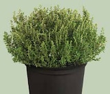 Thymian bei Dehner Garten-Center im Peißenberg Prospekt für 3,99 €